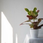 Ceramiczne dekoracje do domu i ogrodu – wybierz styl i jakość